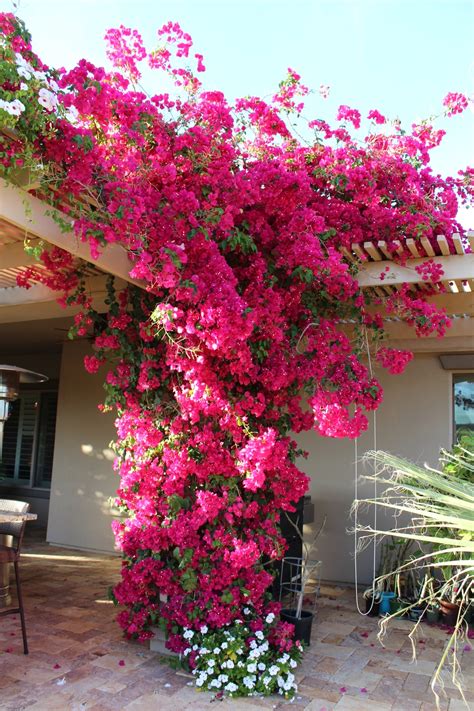 Bougainvillea Barbados