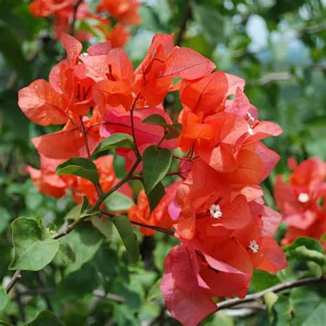 Bougainvillea Barbados