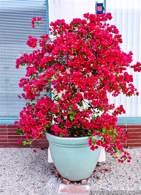 Bougainvillea Barbados