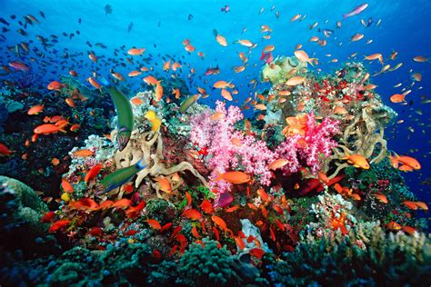 Ocean Coral & Turquesa