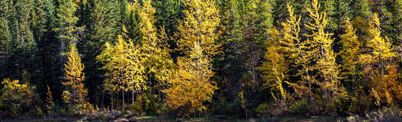 image of Alberta Destination Wedding Locations